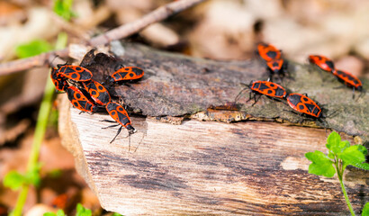 Red bugs with black spots on a trunk in sunny forest close up view