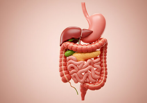 Human digestive system diagram illustration