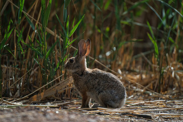A wild rabbit sits alert among dry grass and tall green plants in a natural field. Captured in warm, low sunlight, this photo highlights the rabbit's soft fur and upright posture.