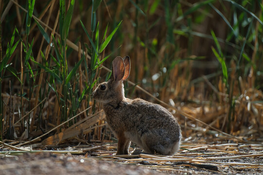 A wild rabbit sits alert among dry grass and tall green plants in a natural field. Captured in warm, low sunlight, this photo highlights the rabbit's soft fur and upright posture.
