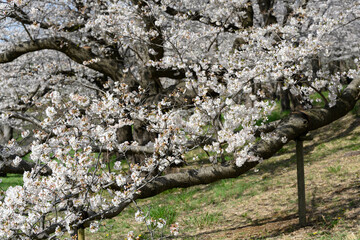 神奈川の桜