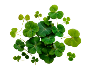 Lush Green Clover Leaves with Water Droplets on Transparent Background, PNG