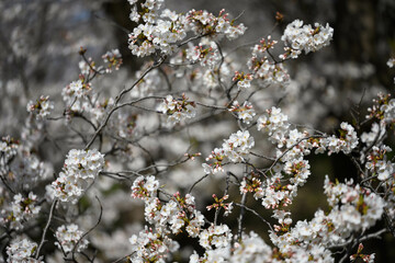 神奈川の桜