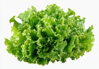 Obraz premium Fresh green lettuce with crisp, curly leaves on a white background.