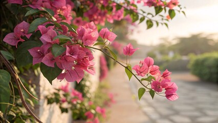 Close-Up of Bougainvillea Vine With Pink Petals and Green Leaves on Garden Wall Captured in Warm Afternoon Light