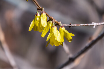Forsythia. Blooming forsythia bush. Yellow flower on a branch of forsythia.