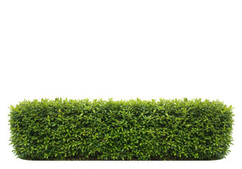 Green hedge bush foliage garden element isolated on transparent background