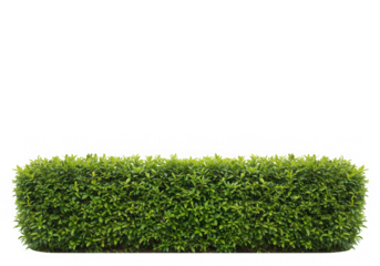 Green hedge bush foliage garden element isolated on transparent background