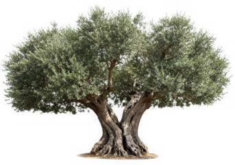 Majestic olive tree with lush foliage isolated on transparent background