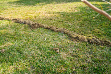 The process of cleaning lawns after winter. Lawn care in spring. Brushing the grass to remove dry grass