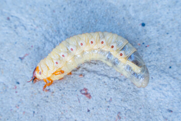 Large rhinoceros beetle larva, close-up