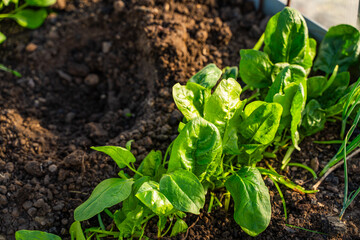 Spinach growing on a bed in a greenhouse close-up. Large leaves of growing spinach at sunset