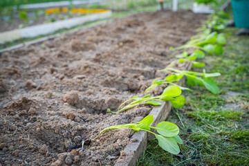 Cabbage seedlings prepared for planting in the garden soil