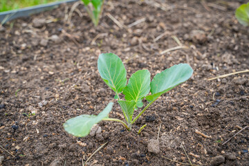 Young white cabbage seedlings growing in a vegetable garden, close-up