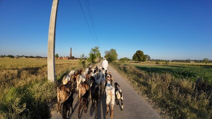 Goatherd Walking with Goats on Rural Village Road in Agricultural Landscape at Sunrise