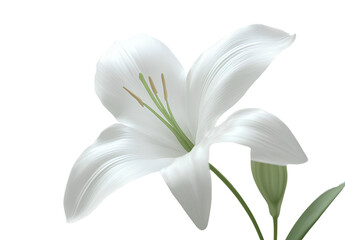 Fototapeta premium White lily flowers on a transparent background, PNG file. Flower clipart for greeting cards or wedding invitations