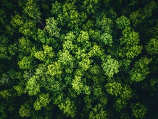 Naklejka premium Aerial view of dense green forest canopy with treetops in summer sunlight natural texture background