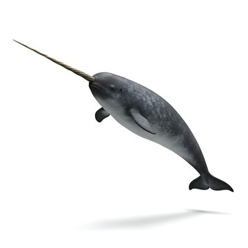 Isolated Narwhal Swimming Upright, Horn Visible, against White Background