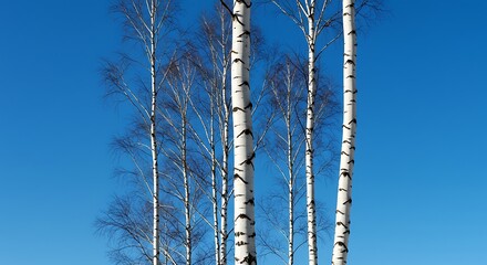 Fototapeta premium Birch Trees Swaying in a Vivid Blue Sky