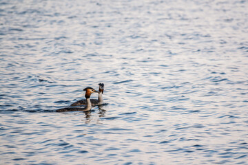 Two Great Crested Grebes swim in the lake