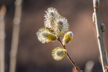 Obraz premium Nature awakes in spring. Blooming willow twigs and furry willow-catkins, so called seals or cats. Holly willow, Salix caprea