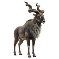 Fototapeta premium Majestic Markhor Goat with Spiraled Horns on Isolated White Background