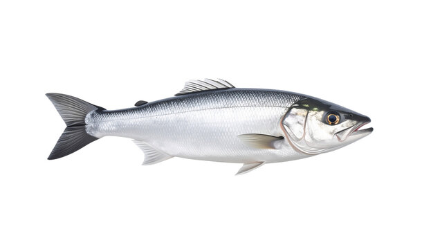 fish isolated on transparent background.
