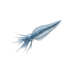 Vitreolina, Parasitic Sea Snail Mollusk on White Background, Marine Biology