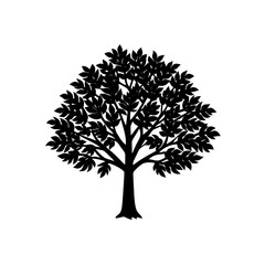 Obraz premium sassafras 