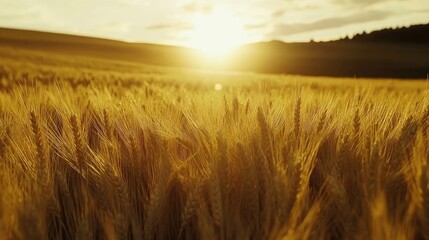 Obraz premium Golden wheat field bathed in the setting sun.