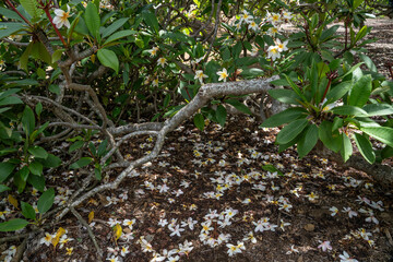 Plumeria , also known as frangipani, is a genus of flowering plants in the subfamily Rauvolfioideae, of the family Apocynaceae. Koko Crater Botanical Garden, Oahu Hawaii