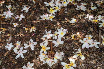 Plumeria , also known as frangipani, is a genus of flowering plants in the subfamily Rauvolfioideae, of the family Apocynaceae. Koko Crater Botanical Garden, Oahu Hawaii