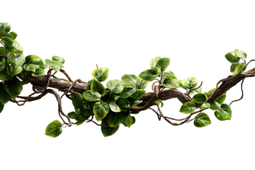 Lush Green Vine with Textured Bark and Vibrant Leaves on Transparent Background, PNG
