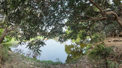 Sprawling Tree Branches Reflecting Over a Calm Pond in a Natural Setting