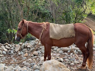 brown horse in a field