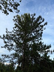 trees and sky