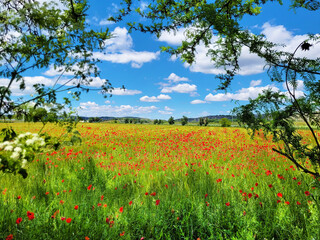Campo de Amapolas