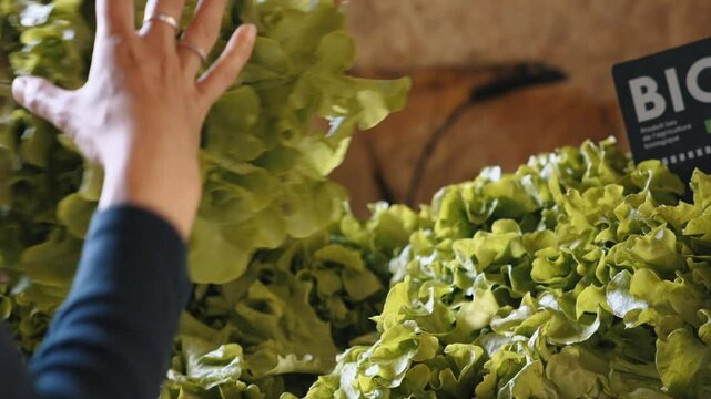 Picking organic lettuce in Monpazier, Dordogne