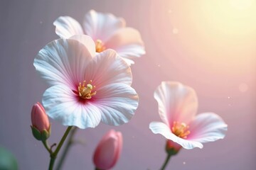 Fototapeta premium Delicate Pink and White Blossoms in Soft Sunlight, a Botanical Study of Graceful Petals and Gentle Light