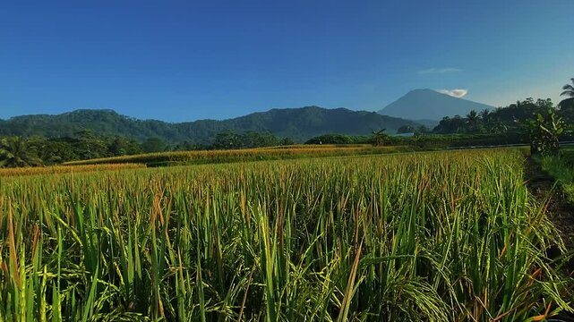 Scenic Rice Fields Nestled in the Mountains - Tranquil Landscape FOOTAGE IN 4K