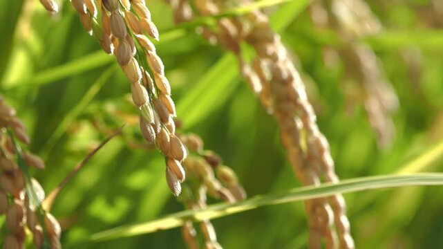 風に揺れる稲穂 5倍スローモーション