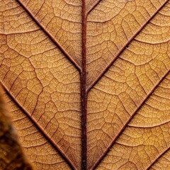 Obraz premium close-up macro of dried brown leaf veins and texture