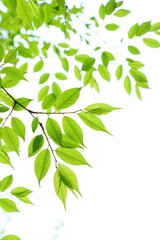 色鮮やかな新緑の葉のクローズアップ　白背景