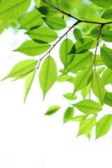 色鮮やかな新緑の葉のクローズアップ　白背景