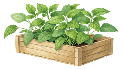 Watercolor Style Green Herb Illustration in Wooden Box Planter Isolated on White Background for Botanical Art Design