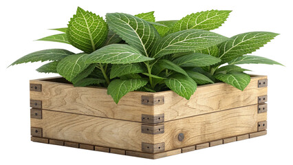 Green Ornamental Plant with Veined Leaves in Handmade Wooden Crate Planter Isolated on White Background