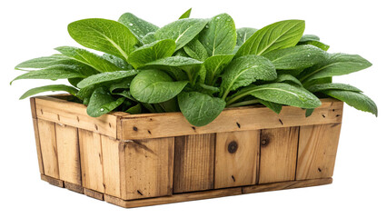 Fresh Green Lettuce-Like Plant in Rustic Wooden Box Planter with Water Droplets Isolated on Transparent Background