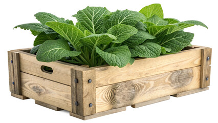 Fresh Green Garden Plant with Textured Leaves in Rustic Wooden Crate Planter Isolated on Transparent Background