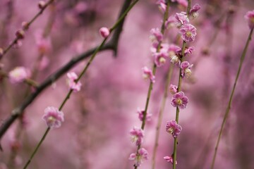 ピンクに染まる枝垂れ梅