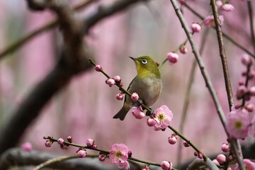 ピンクの梅とメジロ